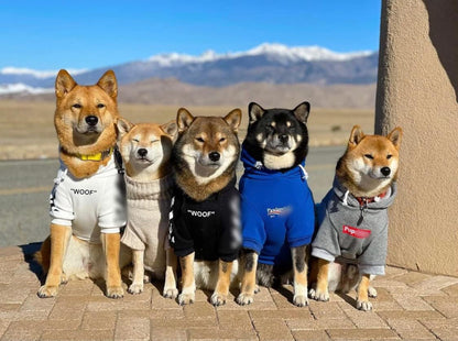 Blue Dog Sweatshirt Tracksuit and Cat Hoodie Set for Small to Medium Pets