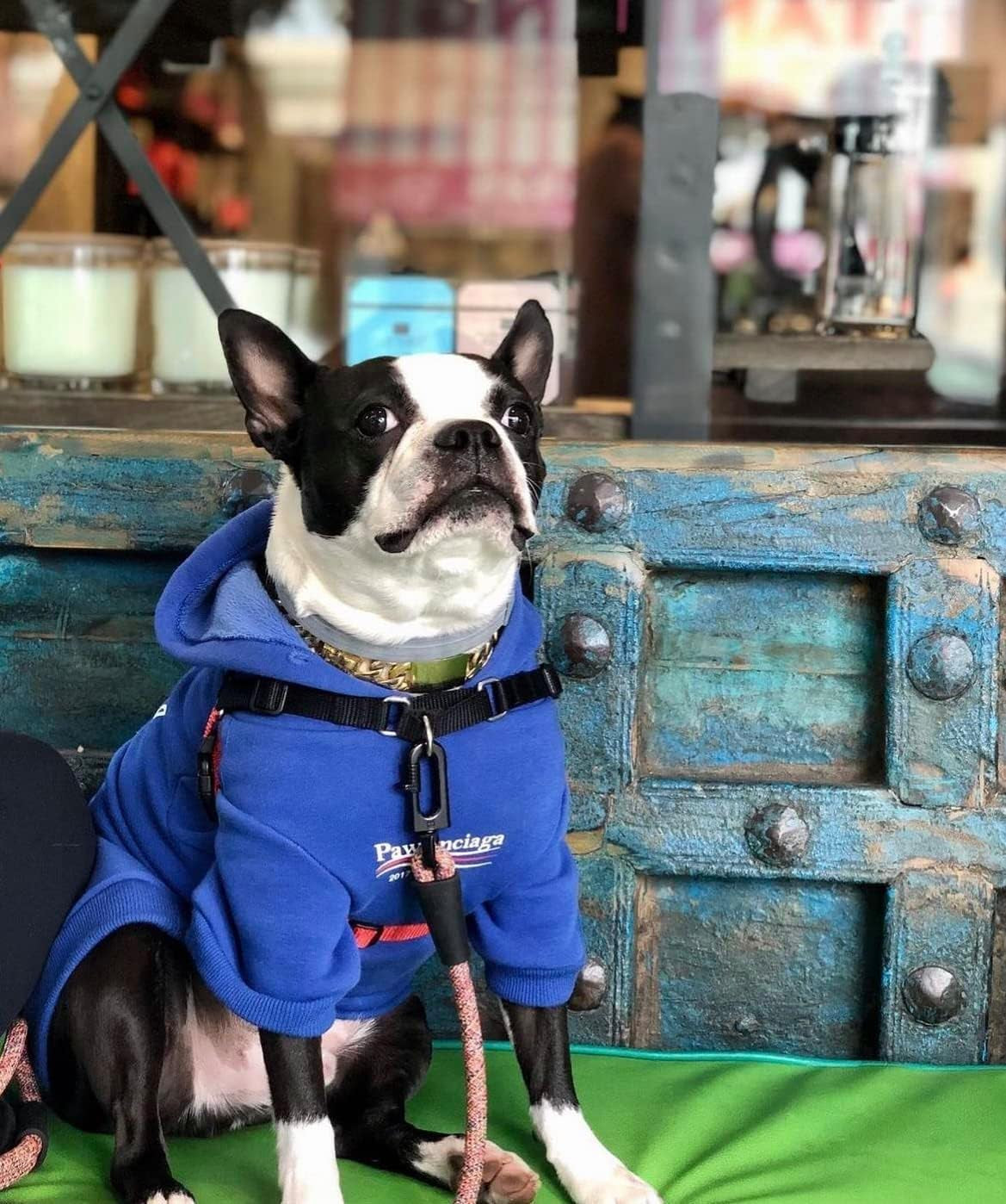 Blue Dog Sweatshirt Tracksuit and Cat Hoodie Set for Small to Medium Pets